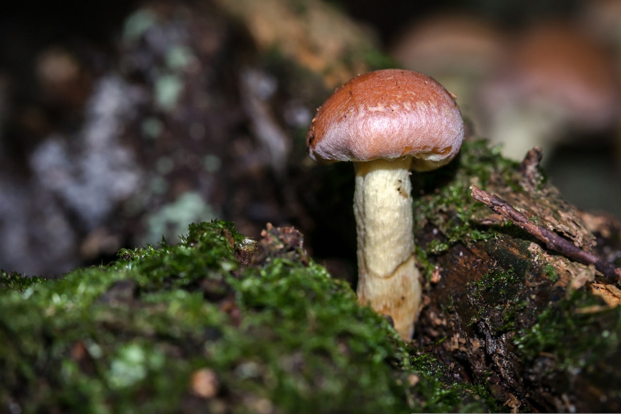 Ziegelroter Schwefelkopf-Pilz