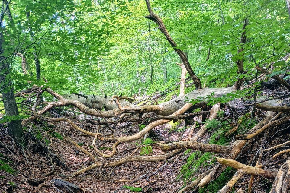 Ein Waldweg vielleicht mit Hindernissen gewollt oder doch begehbar